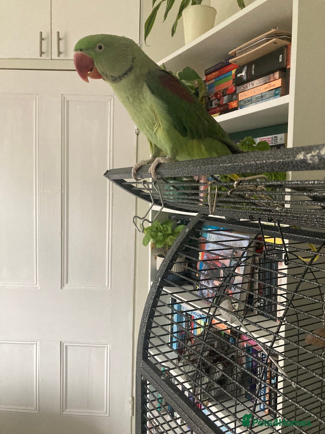 Parrots birds for sale: Felix the Alexandrine Parakeet - Advert 7