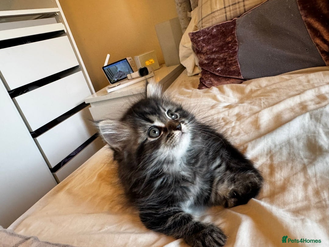Persian cats for sale: 4 Stunning Persian/Randall X babies  - Image 3