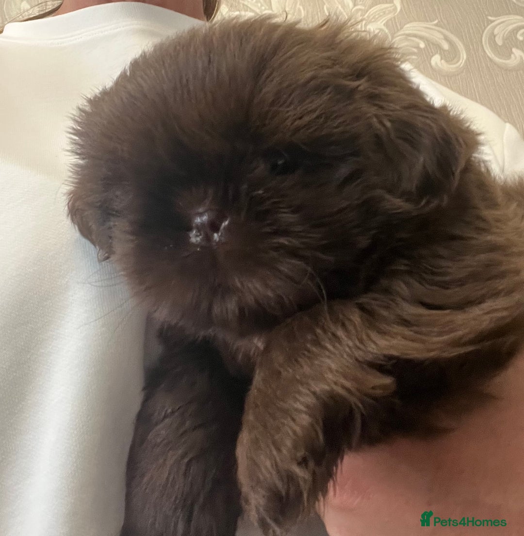 Shih Tzu dogs for sale: Imperial Shihtzu puppies - Image 4