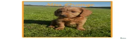 Labradoodle dogs for sale: ⭐️Fully Health Tested F1 Miniature Labradoodles⭐️  - Advert 3
