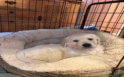 Golden Retriever dogs for sale: Golden Retriever Puppies  - Advert 7