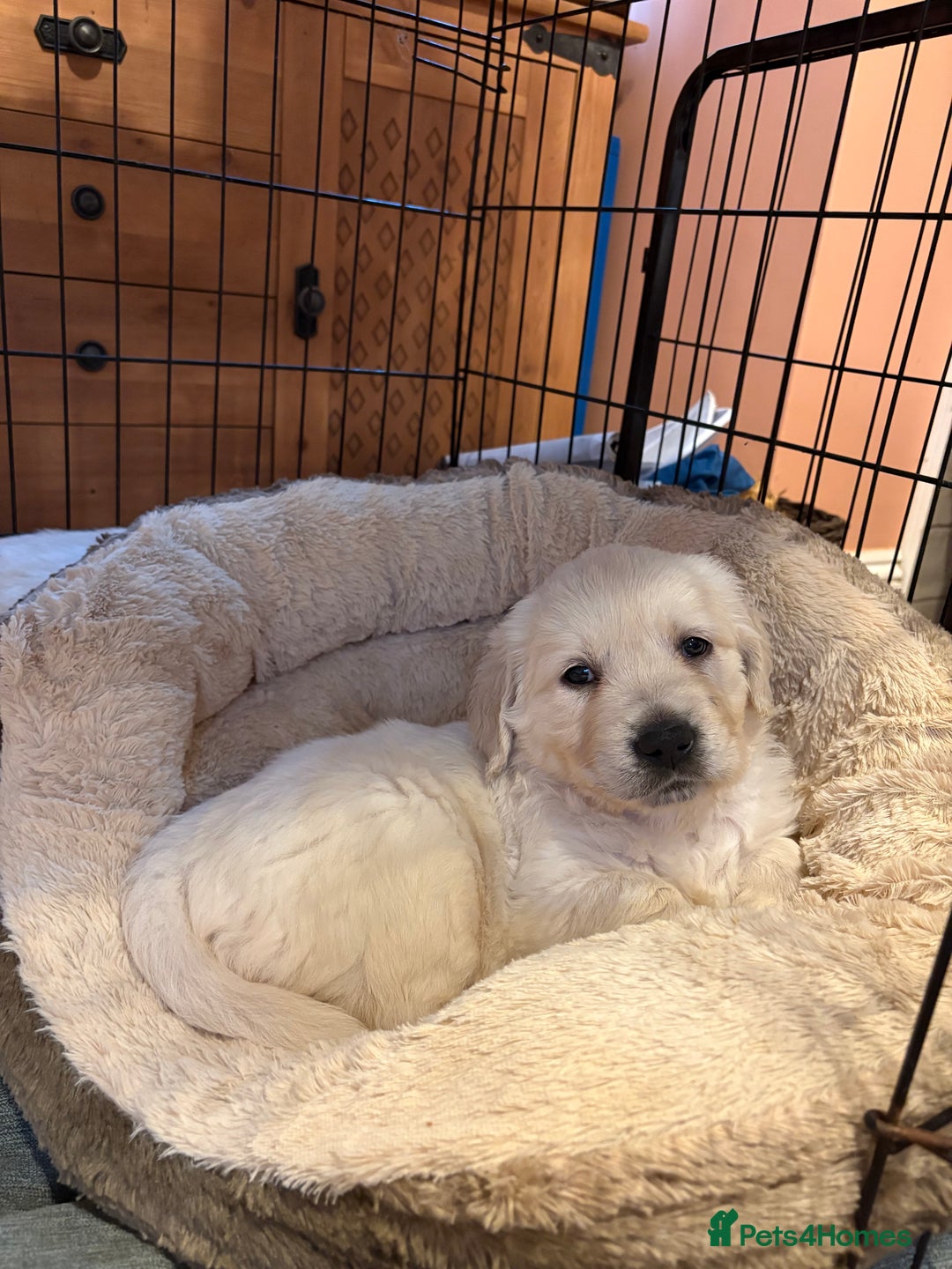 Golden Retriever dogs for sale: Golden Retriever Puppies  - Advert 7