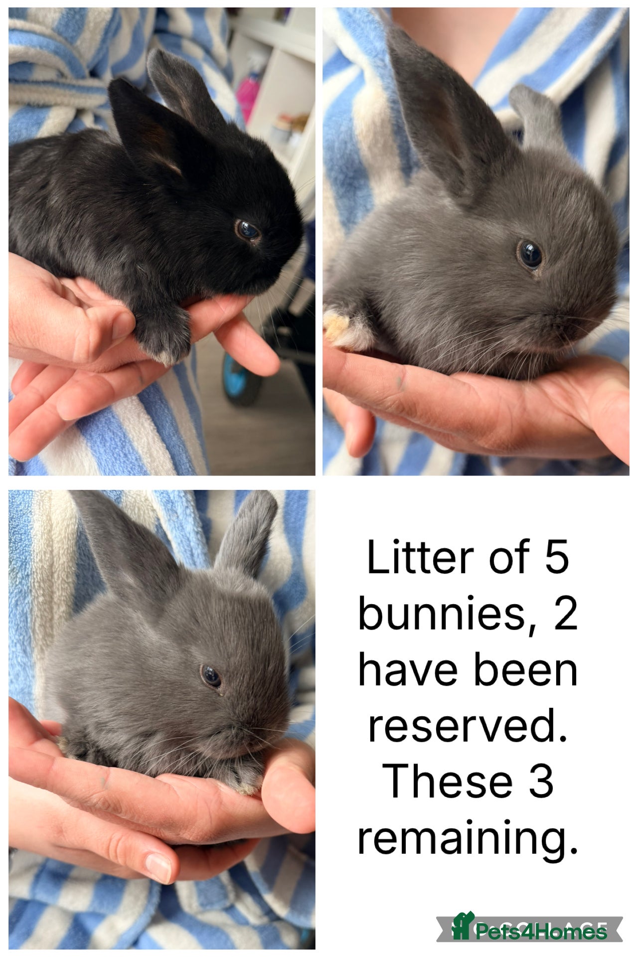 Mixed Breed rabbits Lop mixed bunnies, ready to reserve!  - Advert 19