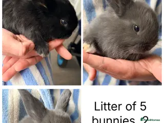 Mixed Breed rabbits Lop mixed bunnies, ready to reserve! - Advert 19