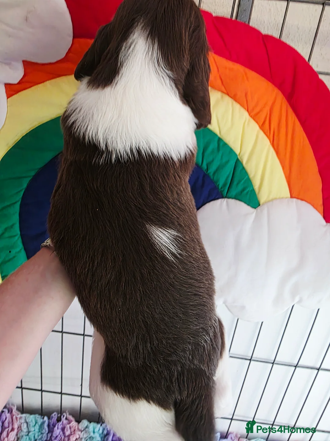 English Springer Spaniel dogs for sale: Outstanding Home Reared KC 5 ⭐️ Vetted Ready now  - Advert 19