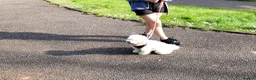 Maltese dogs for sale: 5 years old Sisi Maltese  - Advert 3