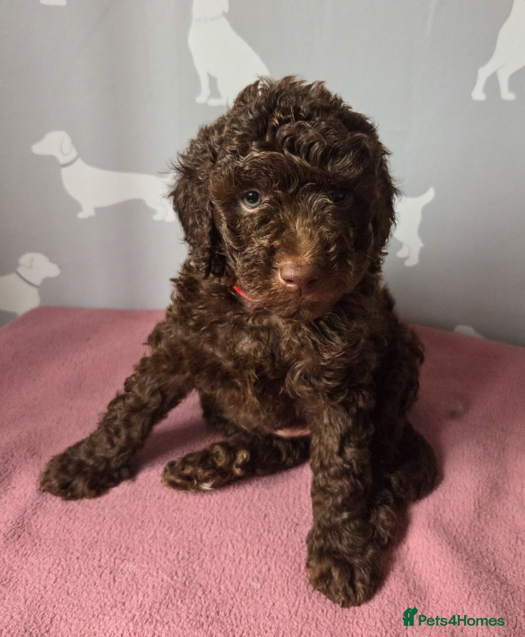 Cockapoo dogs for sale: All Reserved❤️ Multigen Merle Cockapoo Puppies  - Advert 4