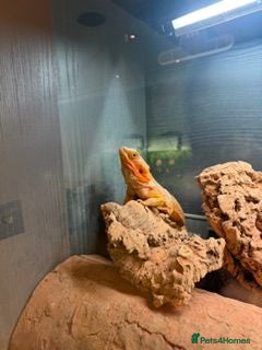 Bearded Dragon reptiles Bearded Dragon Rehoming – Free to a Loving Home - Advert 1