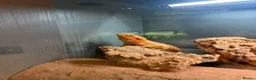 Bearded Dragon reptiles for sale: Bearded Dragon Rehoming – Free to a Loving Home in London - Advert 1