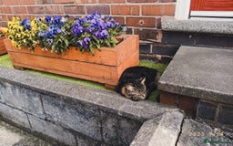 Mixed Breed cats for sale: Beautiful Young Male Cat - Image 2