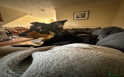 Welsh Collie dogs for sale: Beautiful Welsh Collie - Image 5