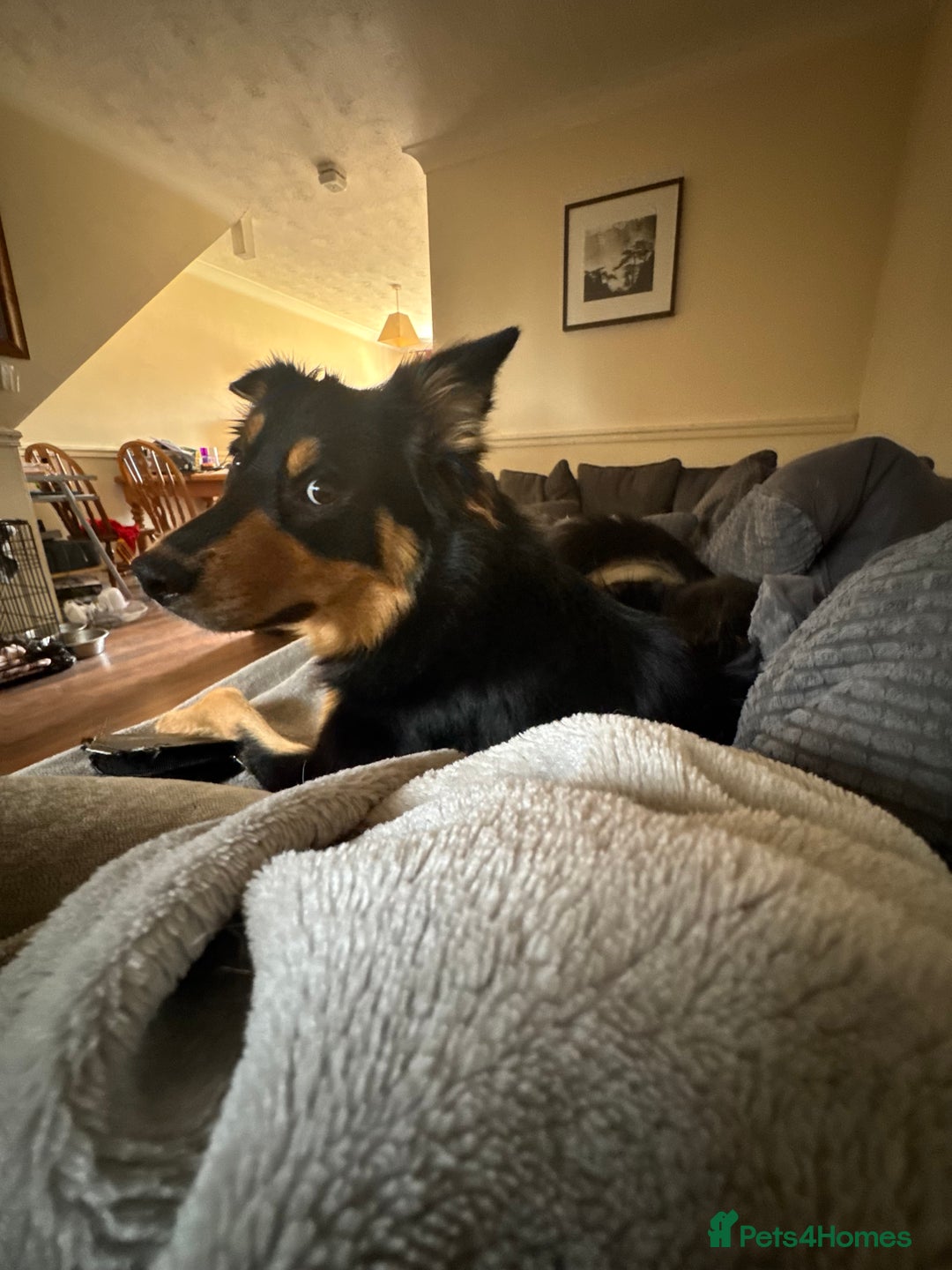 Welsh Collie dogs for sale: Beautiful Welsh Collie - Image 5