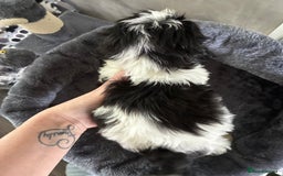 Shih Tzu dogs for sale: Shihtzu pups - Image 4