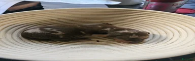 Swallow