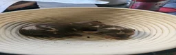 Dachshund dogs for sale: Smooth haired Dachshund Puppies in Wellington - Advert 6