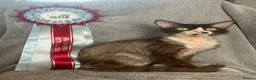 Devon Rex cats for stud: ⭐ CHAMPION, PROVEN, CHOCOLATE DEVON REX, REG'ED in Salisbury - Advert 3