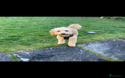 Cockapoo dogs for sale: Lovely Cockerpoo Male  - Image 1