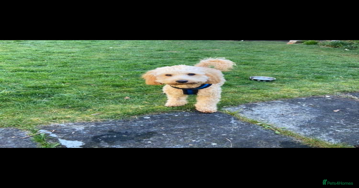 Cockapoo Rescue Retired Cockapoo For Sale Cockapoos By Choice Outlet