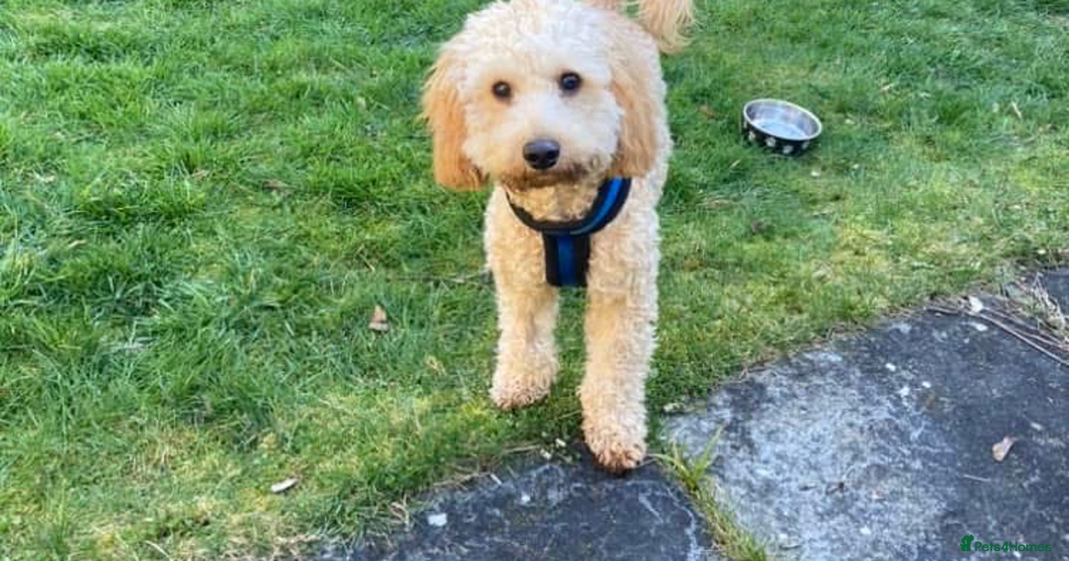 Cockapoo Rescue Retired Cockapoo For Sale Cockapoos By Choice Outlet