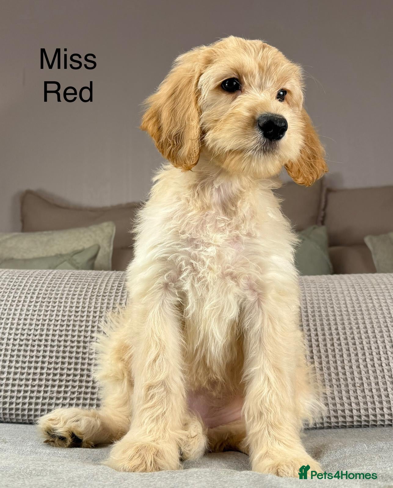 Irish Doodle dogs The perfect Doodle - Advert 1