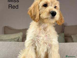 Irish Doodle dogs The perfect Doodle - Advert 3