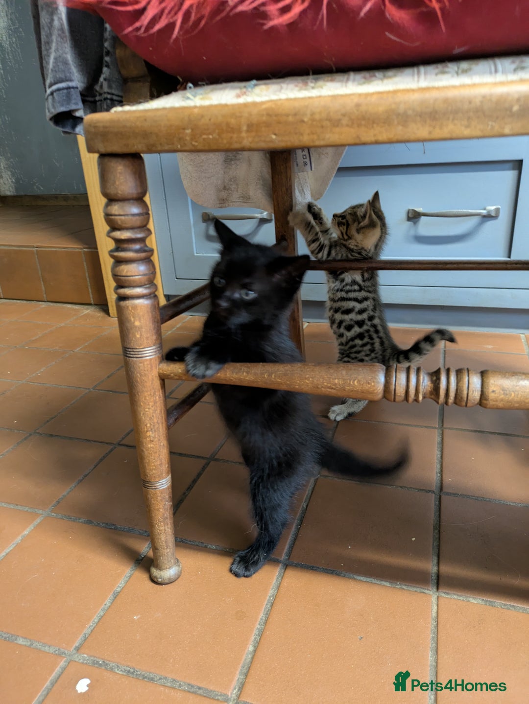 Mixed Breed cats for sale: Two gorgeous boys left - Image 4