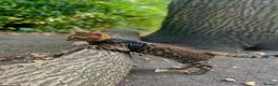 Bengal cats for sale: Stunning Male Bengal Cat Champion Bloodlines - Advert 12