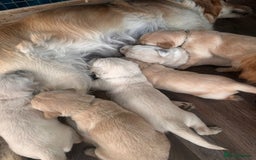 Golden Retriever dogs for sale: 💫💫💫 All puppies are reserved 💫💫💫 in Saint Helens - Image 25