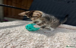 Turkish Angora cats for sale: ⭐️ Beautiful Turkish Angora X Bengal kittens ⭐️ - Image 9