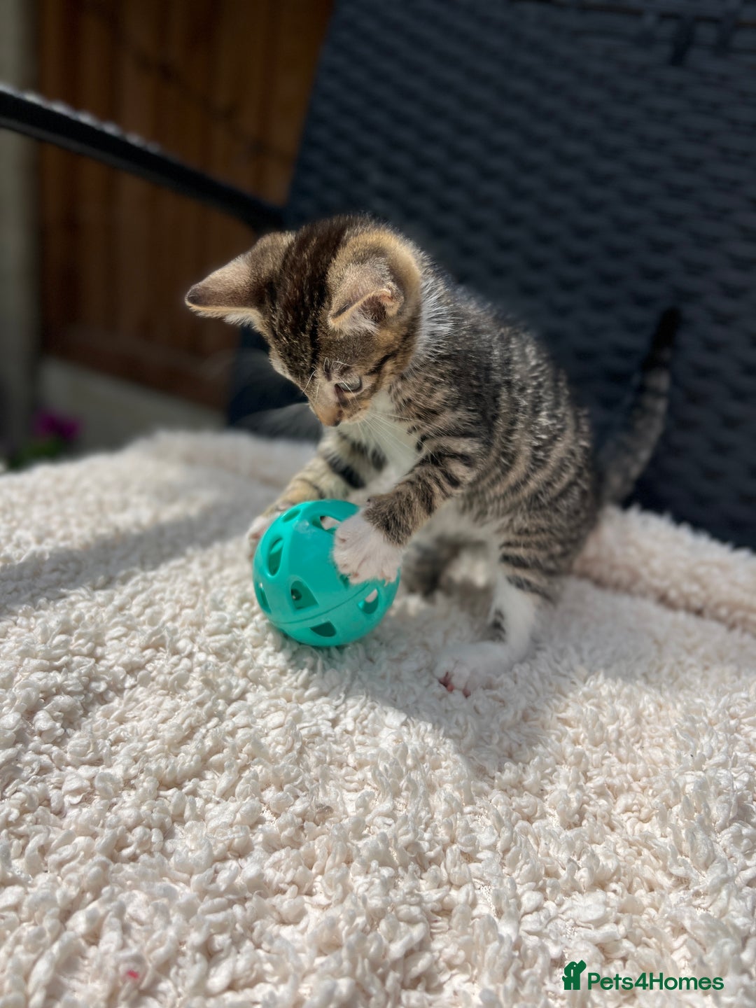 Turkish Angora cats for sale: ⭐️ Beautiful Turkish Angora X Bengal kittens ⭐️ - Image 9