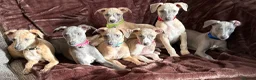 Whippet dogs for sale: Beautiful KC Registered Whippets  - Advert 6