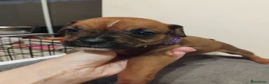 Purple collar-girl bob tail
