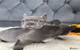 French Bulldog dogs for sale: BLUE GIRL 💗 and BOY 💙 frenchies available  - Image 2