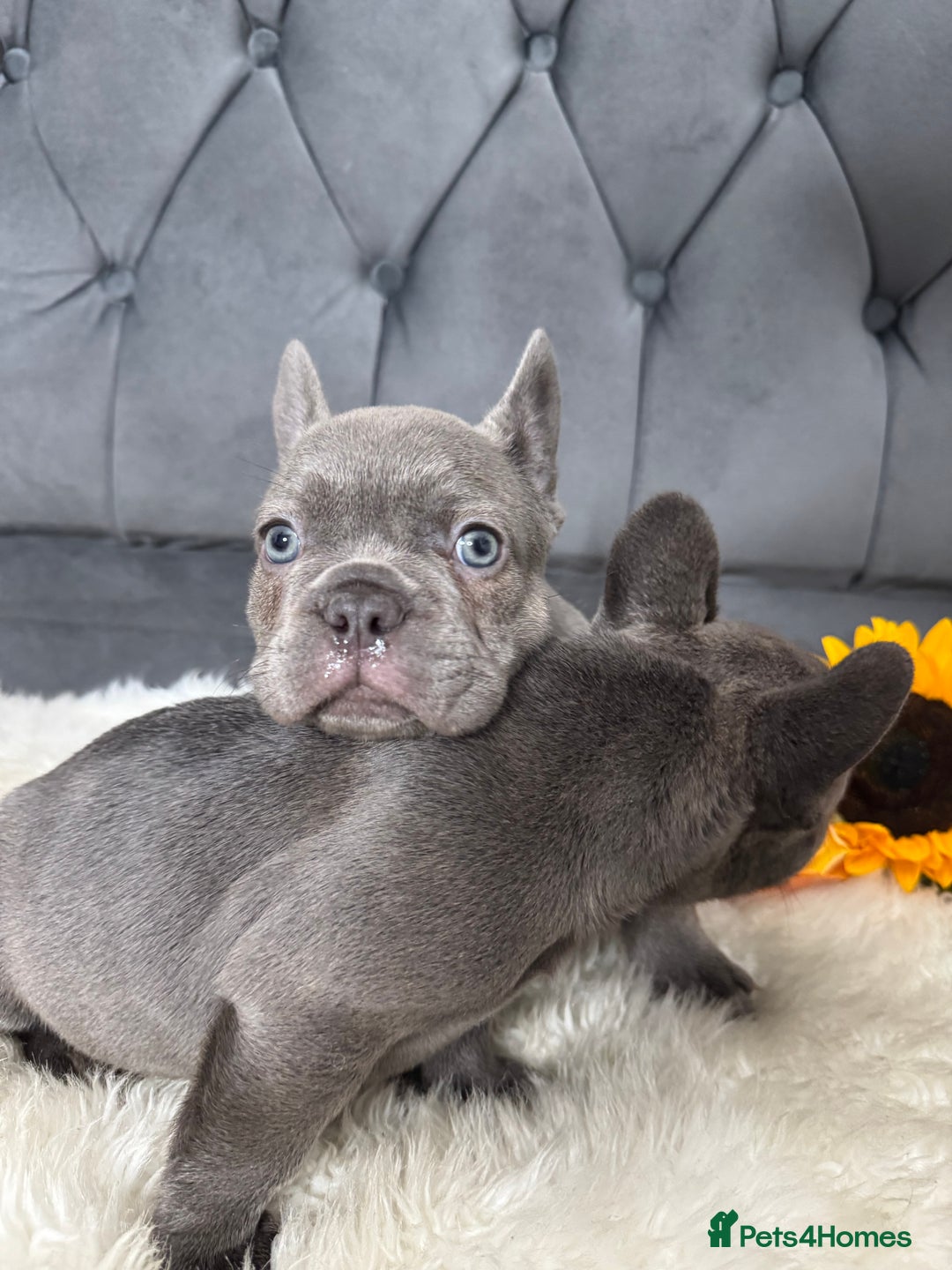 French Bulldog dogs for sale: BLUE GIRL 💗 and BOY 💙 frenchies available  - Image 2