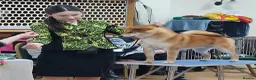 Japanese Shiba Inu dogs for sale: Two Male Japanese Shiba Inu-black & tan/also a red - Advert 1