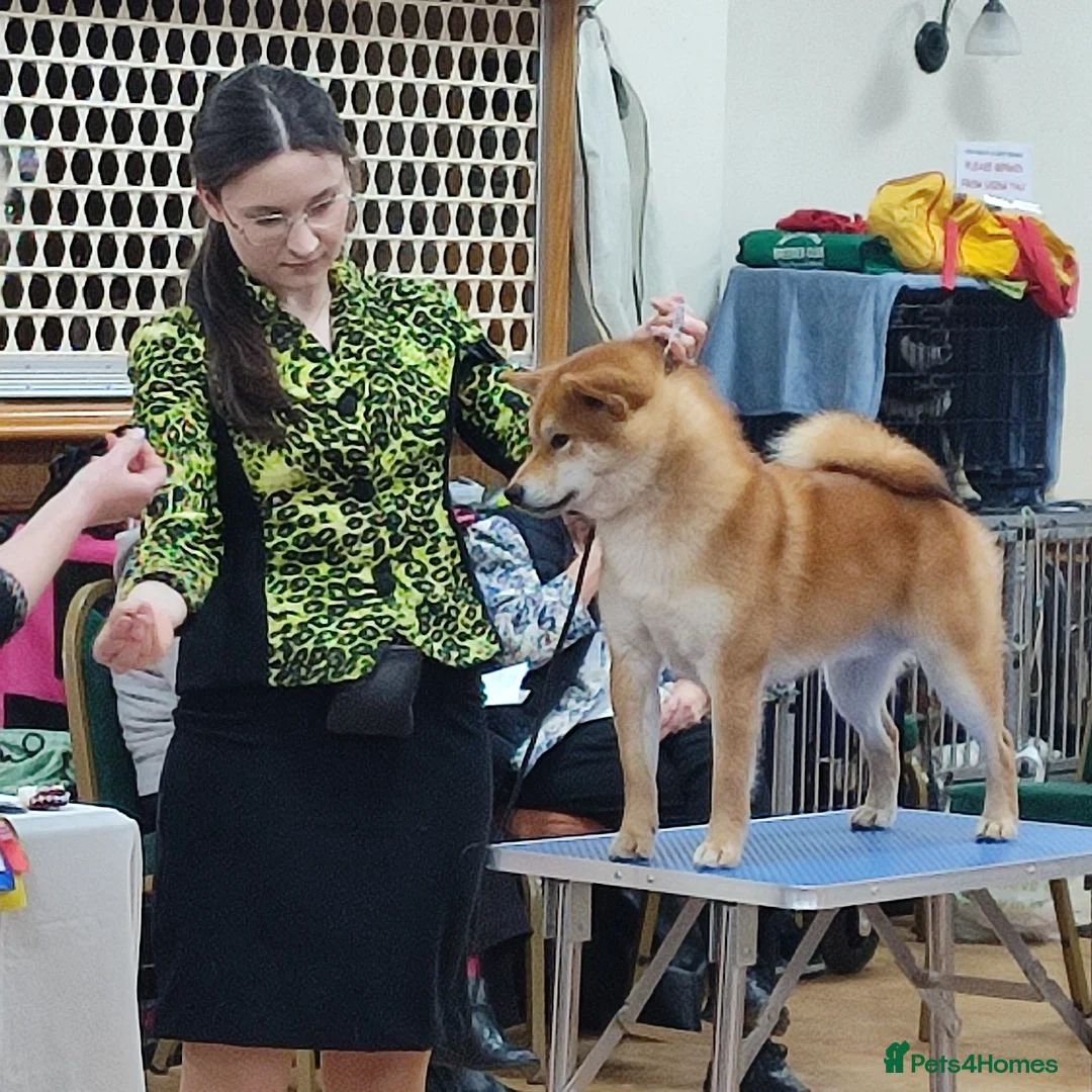 Japanese Shiba Inu dogs for sale: Two Male Japanese Shiba Inu-black & tan/also a red - Advert 1