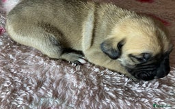 Mixed Breed dogs for sale: Presa Canario x Boerboel Puppies in Bromley - Image 6