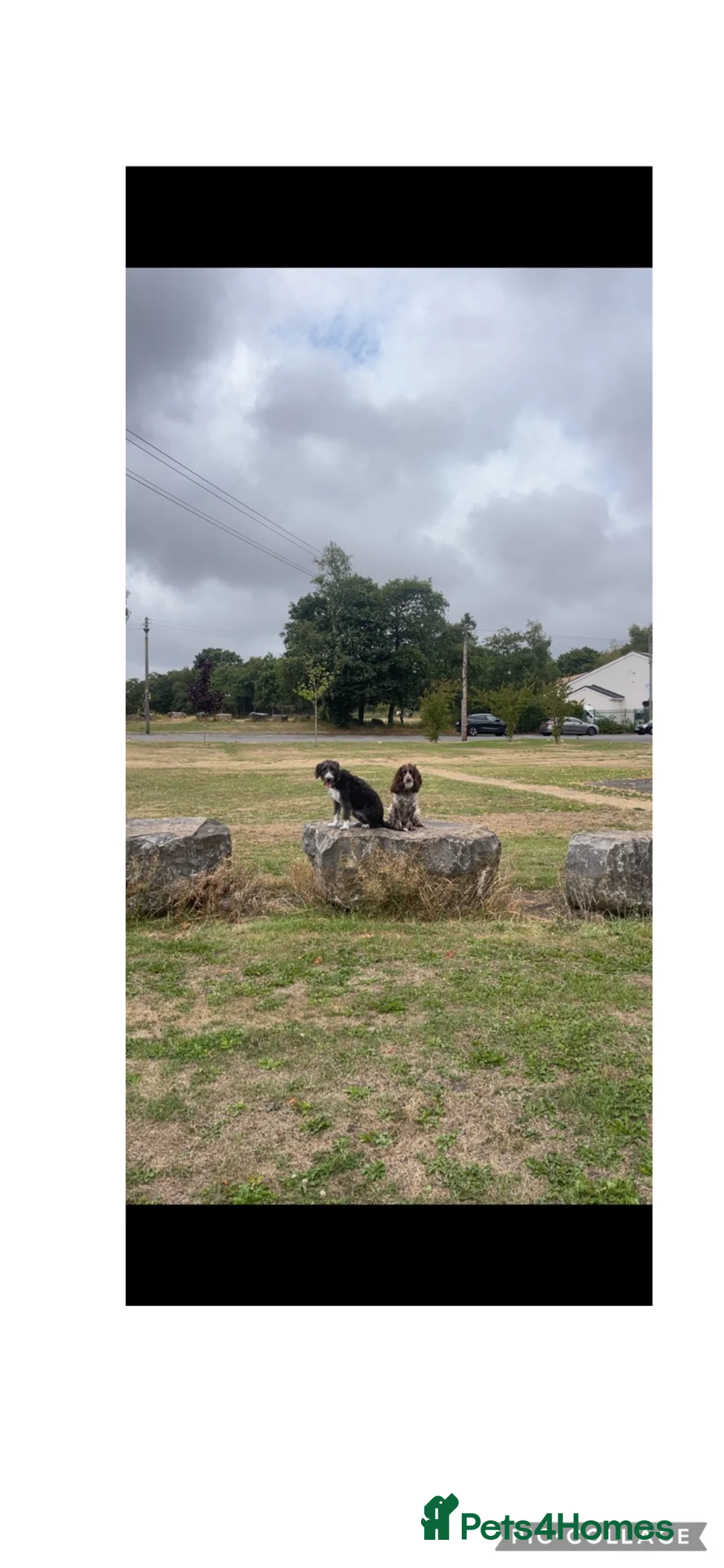 Whippet dogs for sale: Bedlington whippet rehome - Advert 6