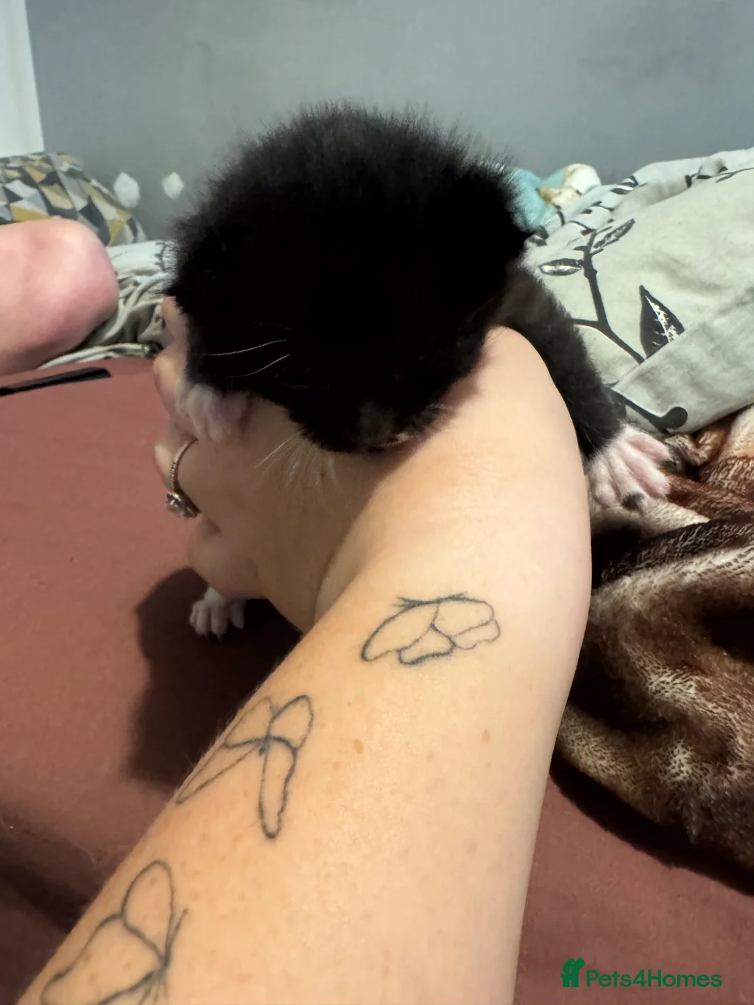 Mixed Breed cats for sale: Two males for sale in Grantham - Advert 7
