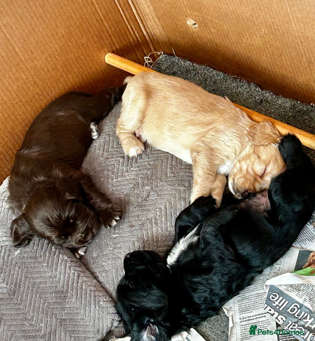 Cocker Spaniel dogs for sale: 2 beautiful cocker spaniels out of a litter of 7 - Image 30