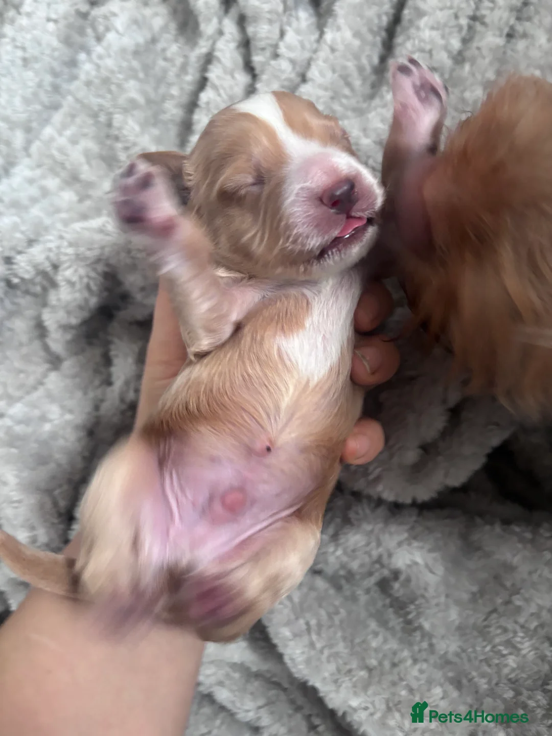 Cockapoo dogs for sale: Cockapoo Puppies - Advert 6