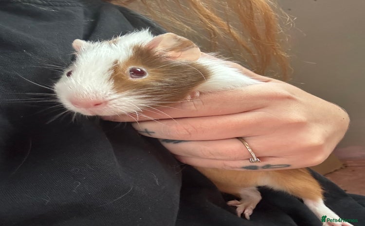 Guinea Pig rodents - Advert 4