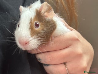 Guinea Pig rodents - Advert 28