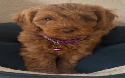Cavapoo dogs for sale: F1b Cavapoo Puppies - Image 7