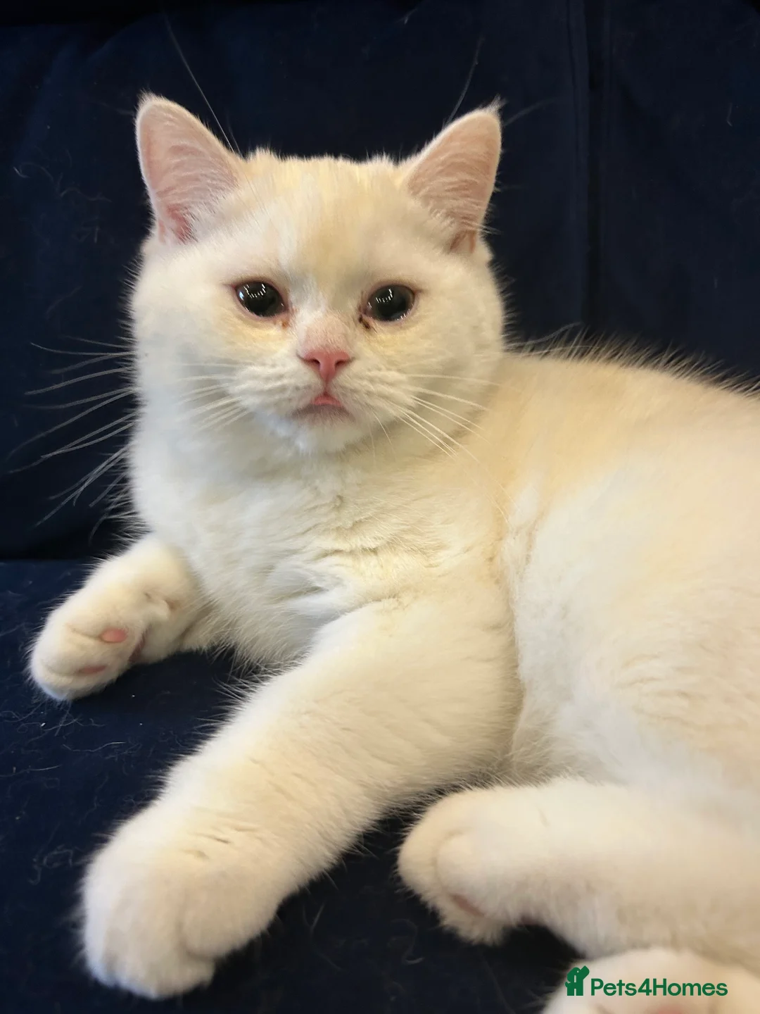 British Shorthair cats for sale: 4 Beautiful British shorthair kittens. in Grimsby - Advert 4