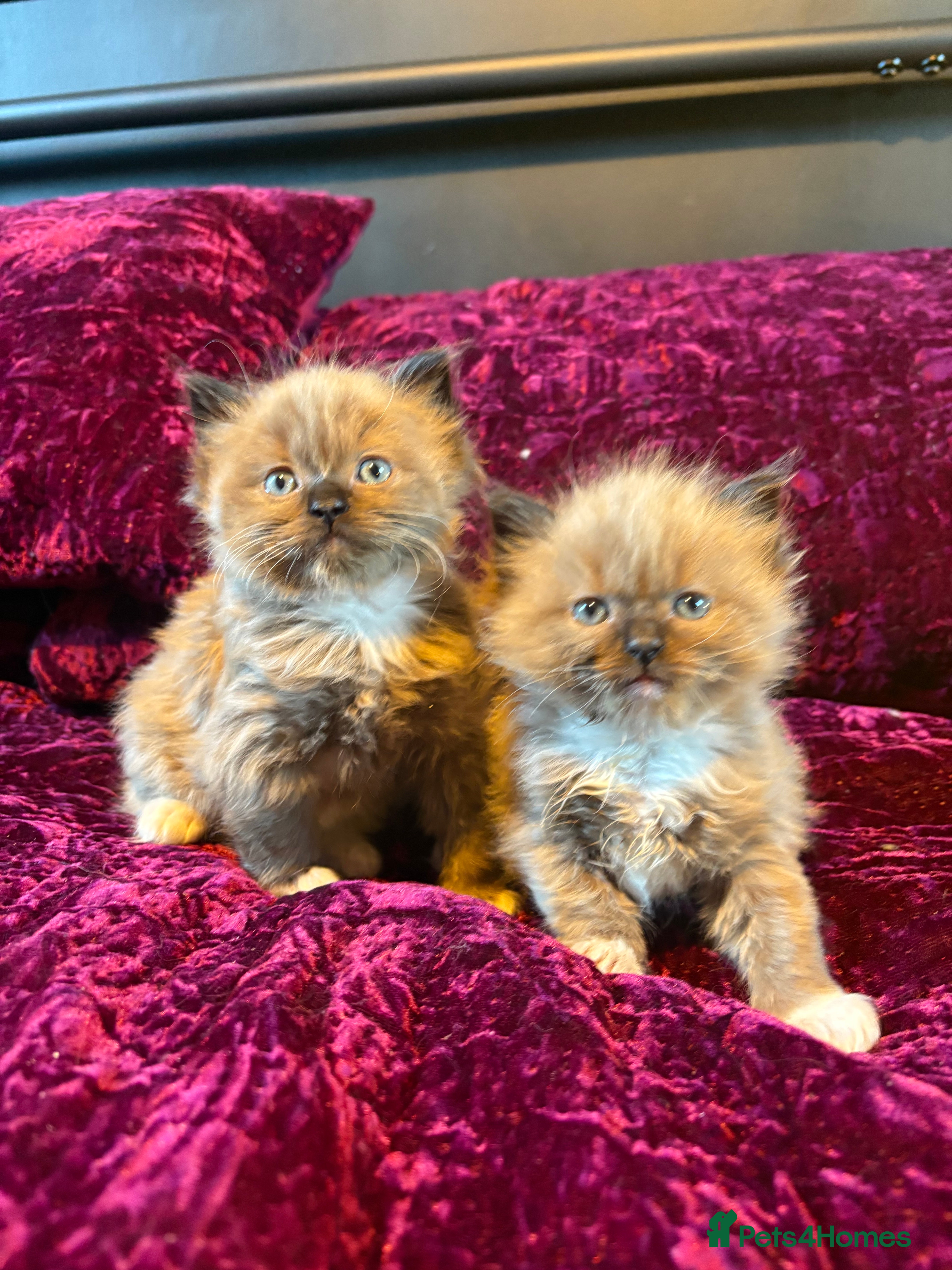 Ragdoll cats Beautiful mink ragdoll girls  - Advert 5