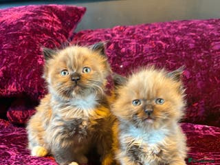 Ragdoll cats Beautiful mink ragdoll girls - Advert 5