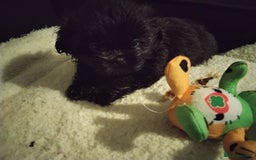 Shih Tzu dogs for sale: Quality Half Imperial Shitzu Puppies.  - Image 11