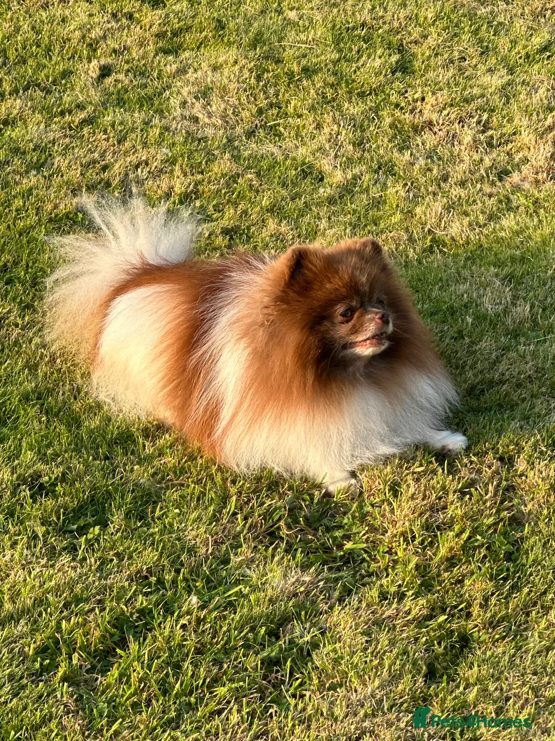 Pomeranian dogs for stud: Short and compact chocolate party colour boy in Lanark - Advert 4