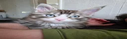 Maine Coon cats for sale: Maine coon Blue eyes + Long Hair in Burnley - Advert 3